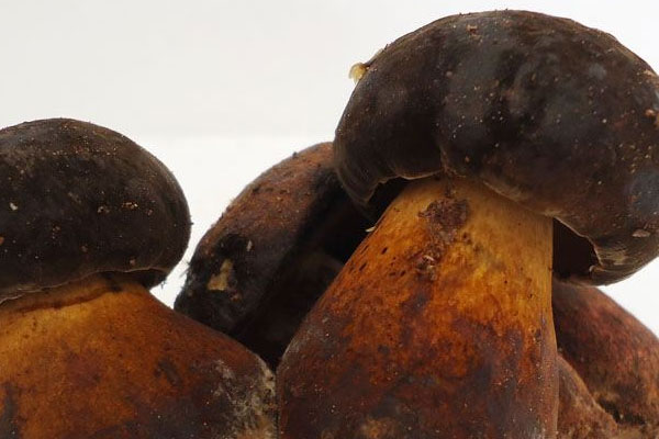 新鮮黑牛肝菌有毒嗎，黑牛肝菌和黃牛肝菌哪個有毒