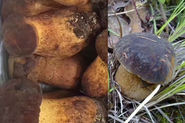 黑牛肝菌和黃牛肝菌哪個有毒性 黑牛肝菌和黃牛肝菌哪個有毒性