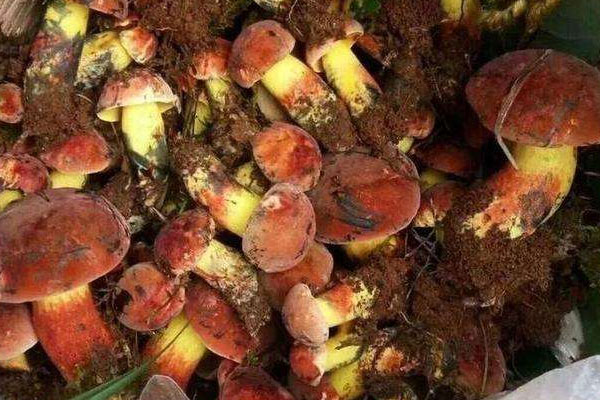 紅腳牛肝菌可以吃嗎 紅腳牛肝菌可以吃嗎