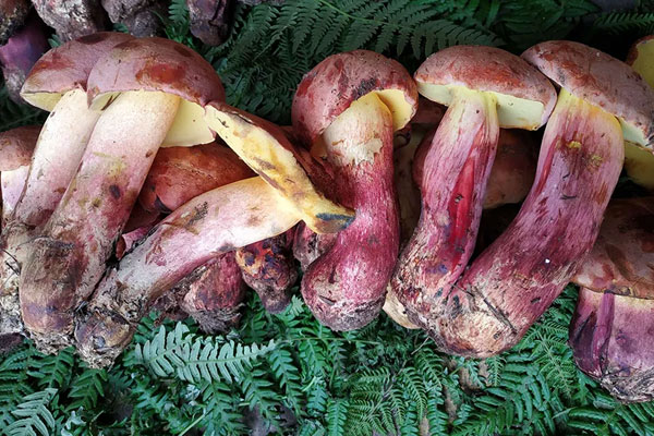 牛肝菌發(fā)白可以吃嗎