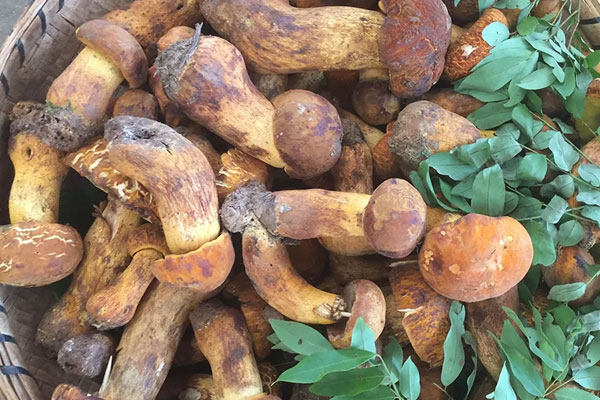 什么是華美牛肝菌