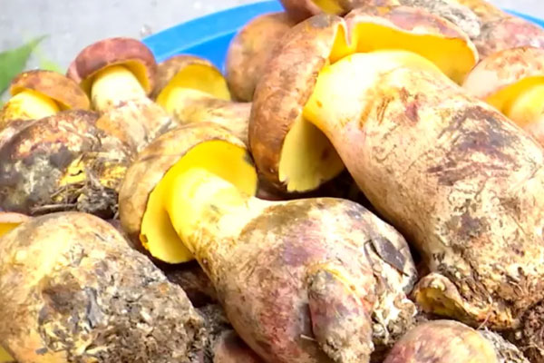 牛肝菌有毒嗎，牛肝菌能人工種植嗎