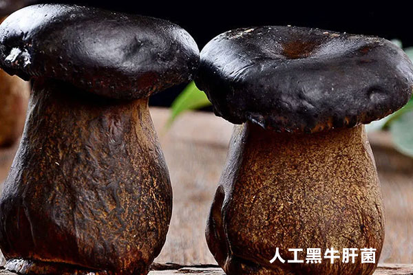 牛肝菌可以人工種植嗎