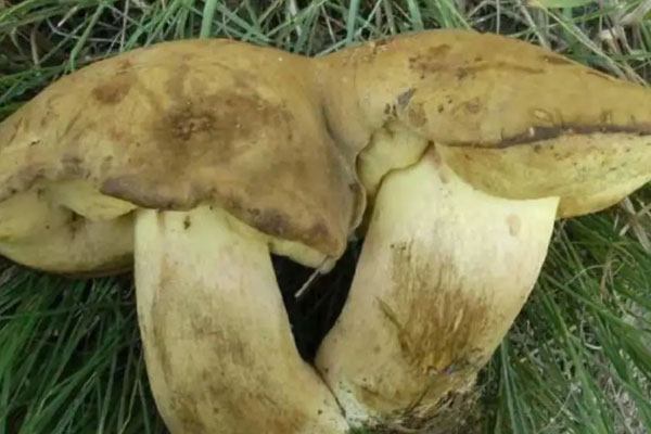 什么是毒新牛肝菌