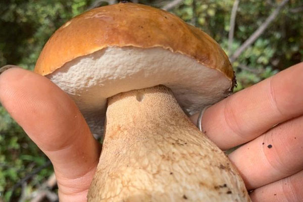 吃牛肝菌會不會中毒，牛肝菌根部能吃嗎