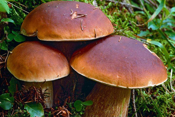 牛肝菌的根部可以吃嗎