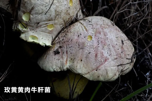 玫黃黃肉牛肝菌可以吃嗎