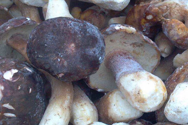 冷凍牛肝菌怎么烹飪好