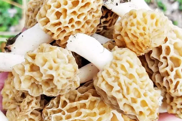 大羊肚菌與小羊肚菌的不同 大羊肚菌與小羊肚菌的不同