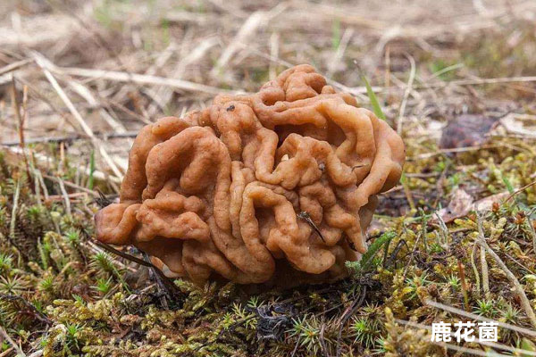 假羊肚菌的鑒別方法，馬鞍菌和羊肚菌的差別