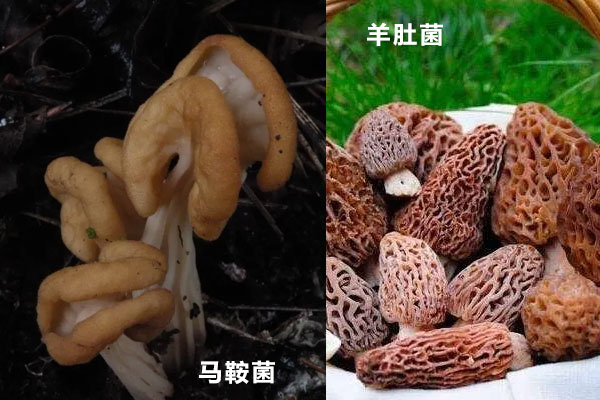 馬鞍菌和羊肚菌的不同