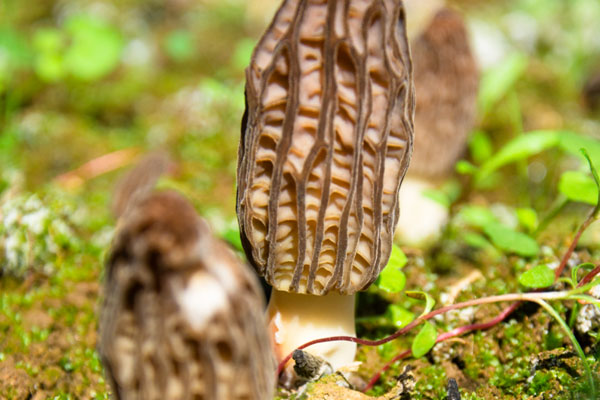 羊肚菌可以去濕氣嗎，羊肚菌是寒涼的嗎