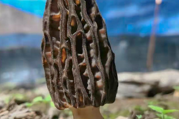 羊肚菌很寒涼嗎 羊肚菌很寒涼嗎