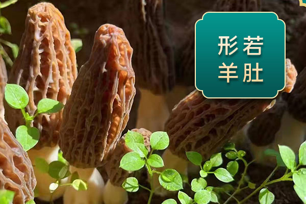 來大姨媽能吃羊肚菌嗎，干羊肚菌需要泡發(fā)嗎