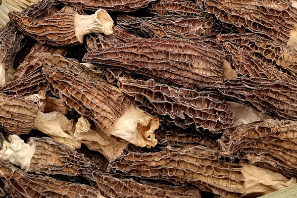 干羊肚菌要泡發(fā)嗎 干羊肚菌要泡發(fā)嗎