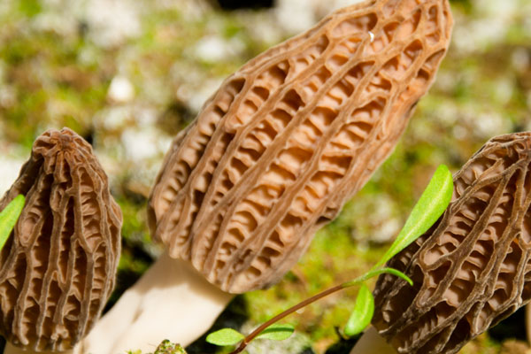 肺出血可以吃羊肚菌嗎，羊肚菌排骨湯的功效