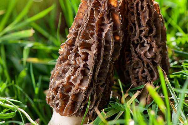 褥瘡手術(shù)后能吃羊肚菌嗎