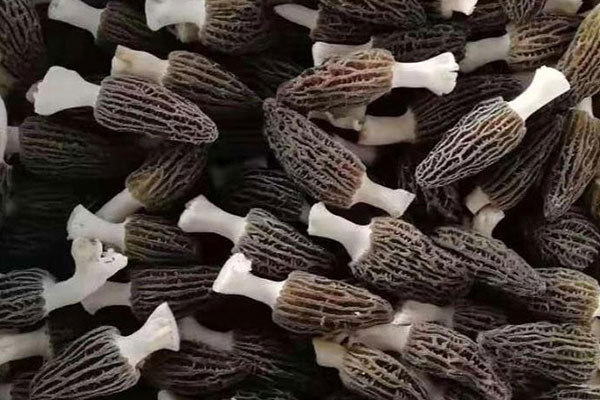 激光祛斑后可以吃羊肚菌嗎，羊肚菌燉羊肉可以吃嗎