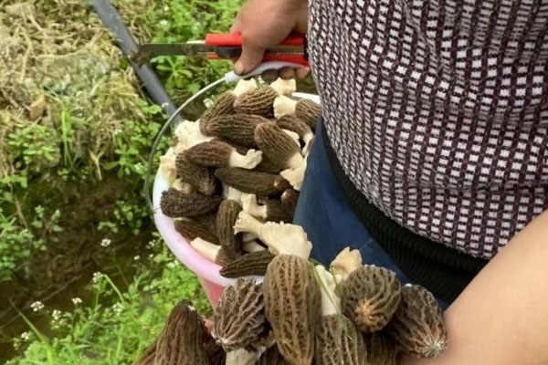 羊肚菌的四大功效