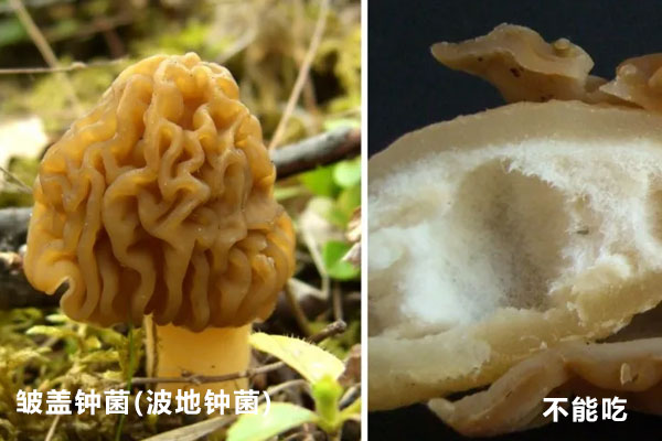 鐘菌屬和羊肚菌的區(qū)別 鐘菌屬和羊肚菌的區(qū)別