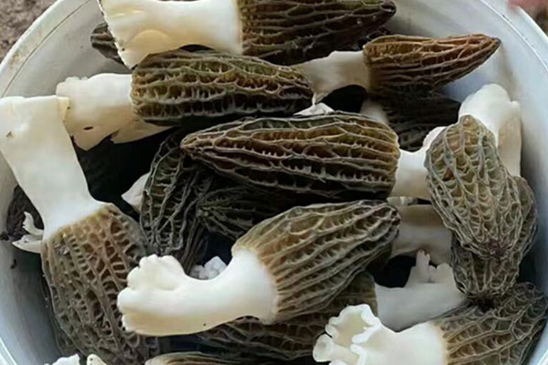 羊肚菌適合幾歲寶寶吃，羊肚菌幾天吃一次好