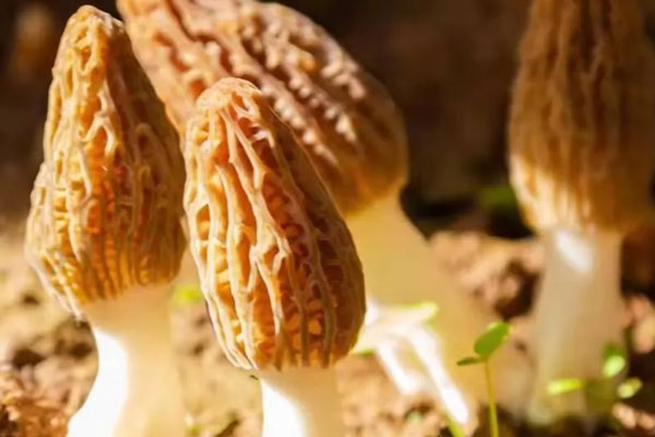 我國(guó)有多少種羊肚菌屬物種 我國(guó)有多少種羊肚菌屬物種