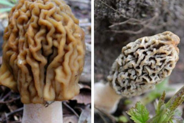 常見(jiàn)的鐘菌有哪三種 常見(jiàn)的鐘菌有哪三種