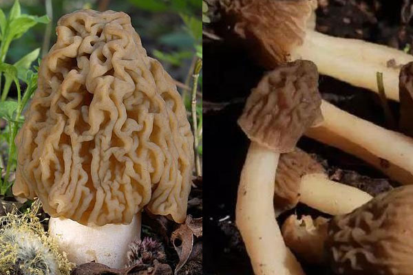 皺蓋鐘菌和指狀鐘菌可以吃嗎