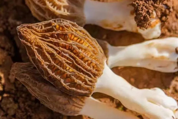 鼻炎能吃羊肚菌嗎，羊肚菌可以治療鼻炎嗎