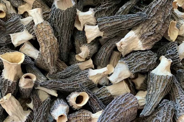 羊肚菌曬干好還是機(jī)器烘干好