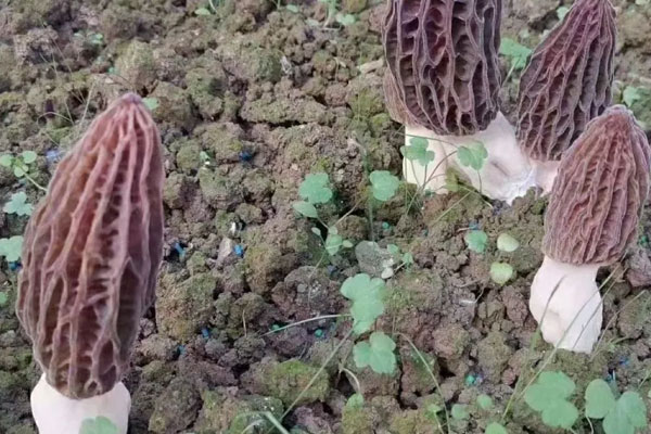 羊肚菌一般多少錢，小孩吃羊肚菌會早熟嗎