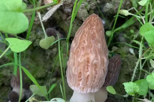 羊肚菌的適用人群 羊肚菌的適用人群