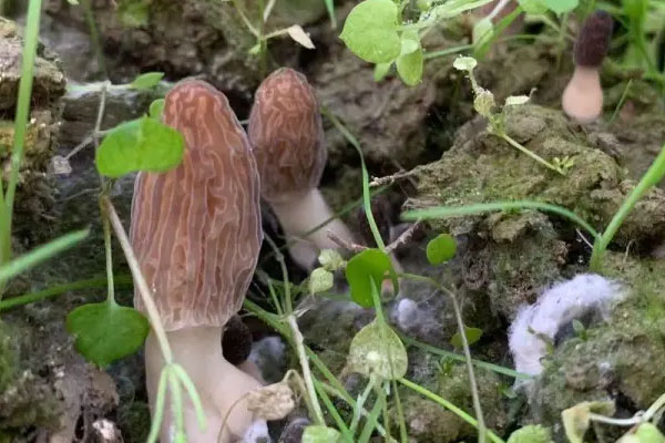 羊肚菌含有哪些氨基酸 羊肚菌含有哪些氨基酸