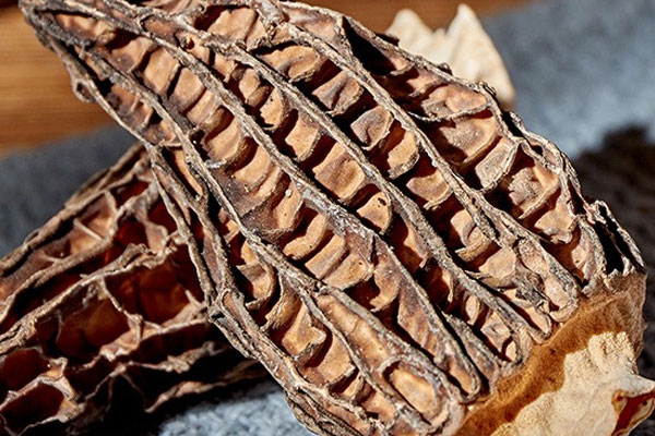 干羊肚菌用不用焯水，新鮮羊肚菌怎么處理