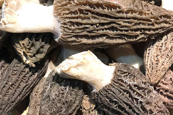 國(guó)內(nèi)外對(duì)人工種植羊肚菌的研究 國(guó)內(nèi)外對(duì)人工種植羊肚菌的研究