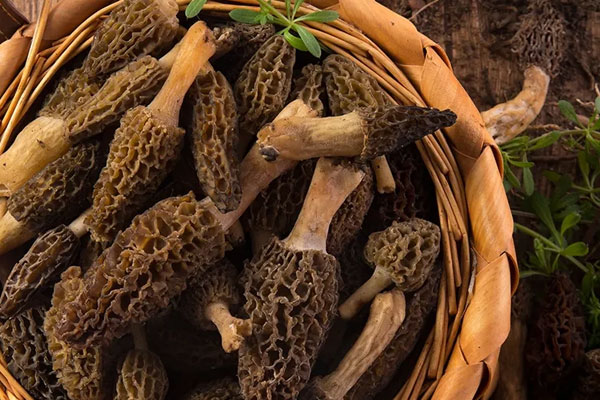 試管移植后可以吃羊肚菌嗎 試管移植后可以吃羊肚菌嗎