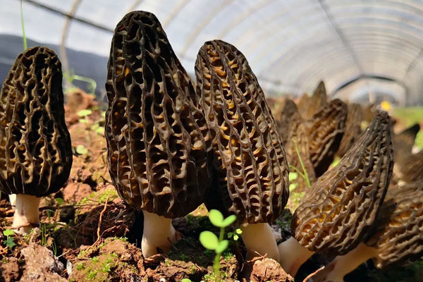 羊肚菌喜歡生長在什么土壤上 羊肚菌喜歡生長在什么土壤上