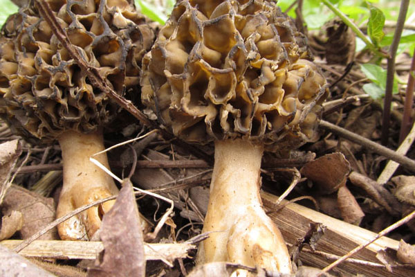 為什么選擇野生羊肚菌 為什么選擇野生羊肚菌