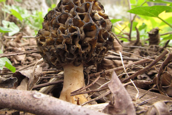 羊肚菌越大越好還是越小越好，人工羊肚菌有營(yíng)養(yǎng)嗎