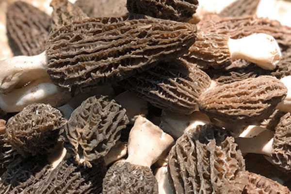 人工養(yǎng)殖的羊肚菌有功效嗎 人工養(yǎng)殖的羊肚菌有功效嗎