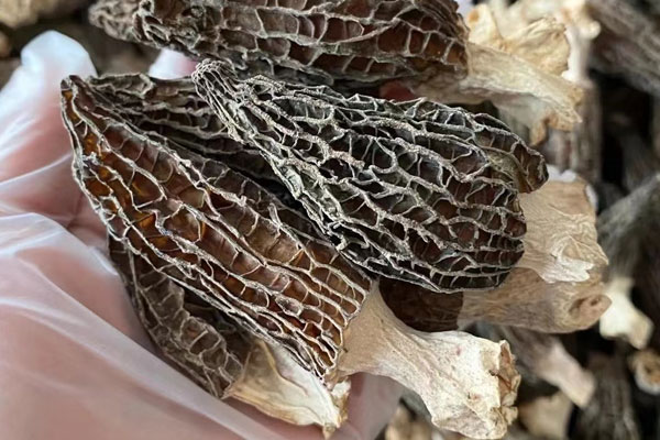 羊肚菌為什么可以實(shí)現(xiàn)人工栽培 羊肚菌為什么可以實(shí)現(xiàn)人工栽培