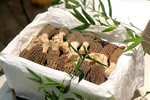 網(wǎng)上買的羊肚菌都是怎么打包的 網(wǎng)上買的羊肚菌都是怎么打包的