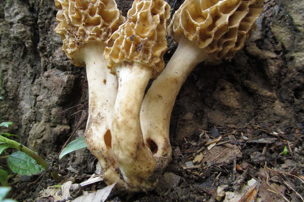 羊肚菌可以降低我們患病的機(jī)率嗎 羊肚菌可以降低我們患病的機(jī)率嗎