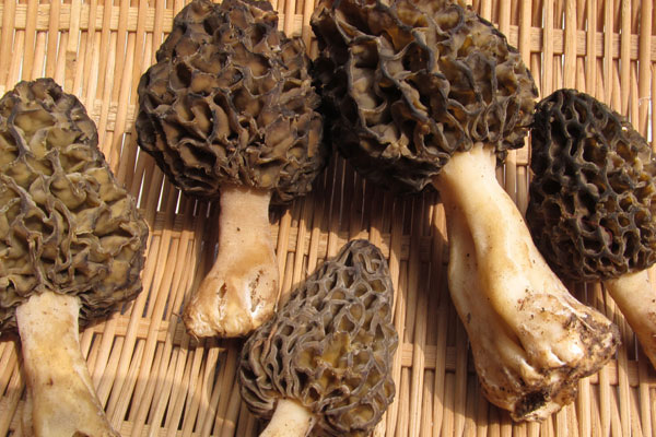 羊肚菌是補(bǔ)什么的，排骨燉羊肚菌還能放什么菜