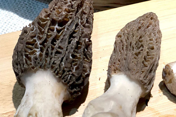 豆花羊肚菌的功效作用 豆花羊肚菌的功效作用