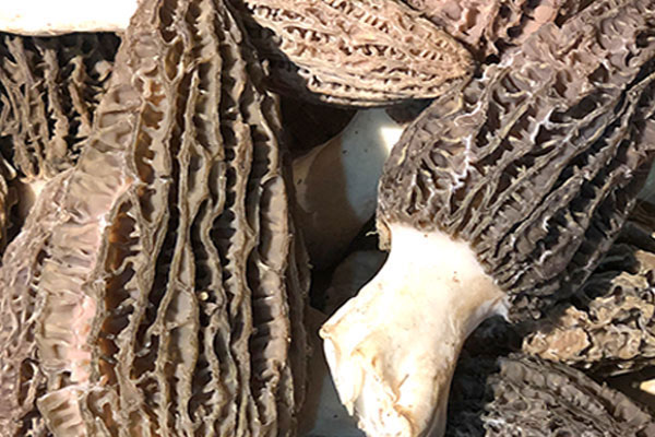 豆花羊肚菌的食用禁忌 豆花羊肚菌的食用禁忌