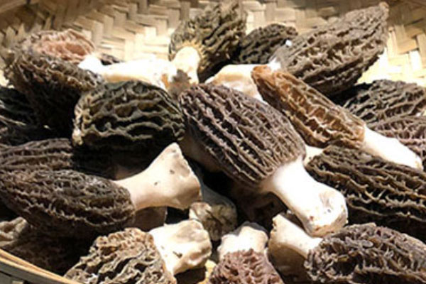 羊肚菌鮑魚菠蘿飯的營養(yǎng)價值 羊肚菌鮑魚菠蘿飯的營養(yǎng)價值