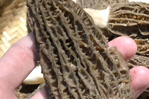 羊肚菌鮑魚菠蘿飯的食用禁忌 羊肚菌鮑魚菠蘿飯的食用禁忌