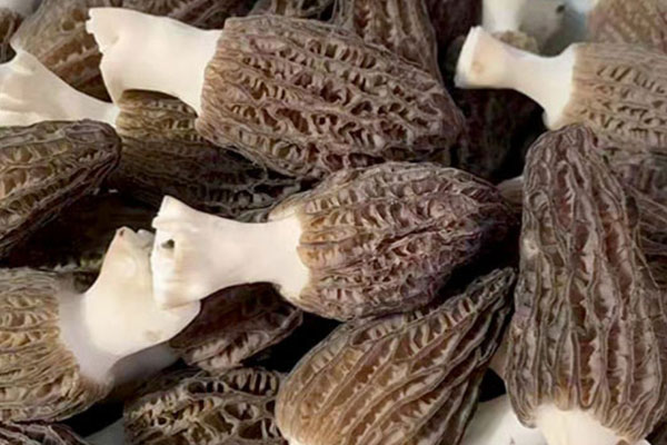 羊肚菌蘆筍炒百合的功效作用 羊肚菌蘆筍炒百合的功效作用