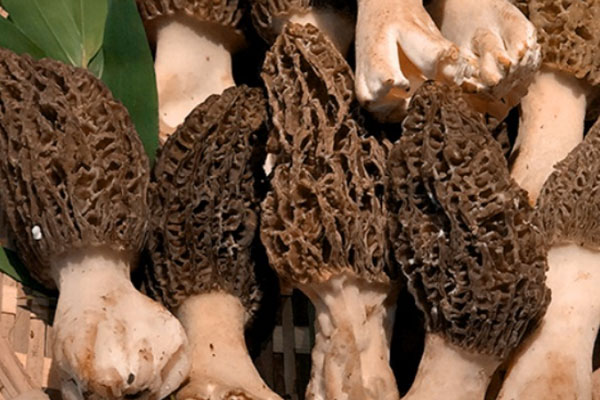 羊肚菌蘆筍炒百合的食用禁忌 羊肚菌蘆筍炒百合的食用禁忌